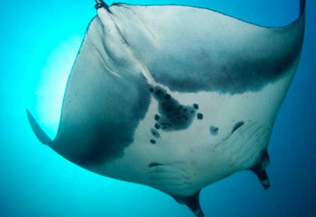 Manta Gigante - Foto Mauricio Andrade