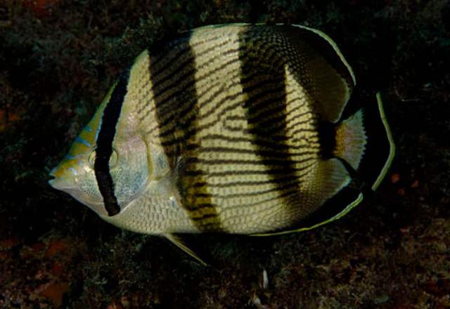 Peixe Borboleta - Foto Mauricio Andrade